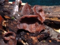 Auricularia auricula-judae0024